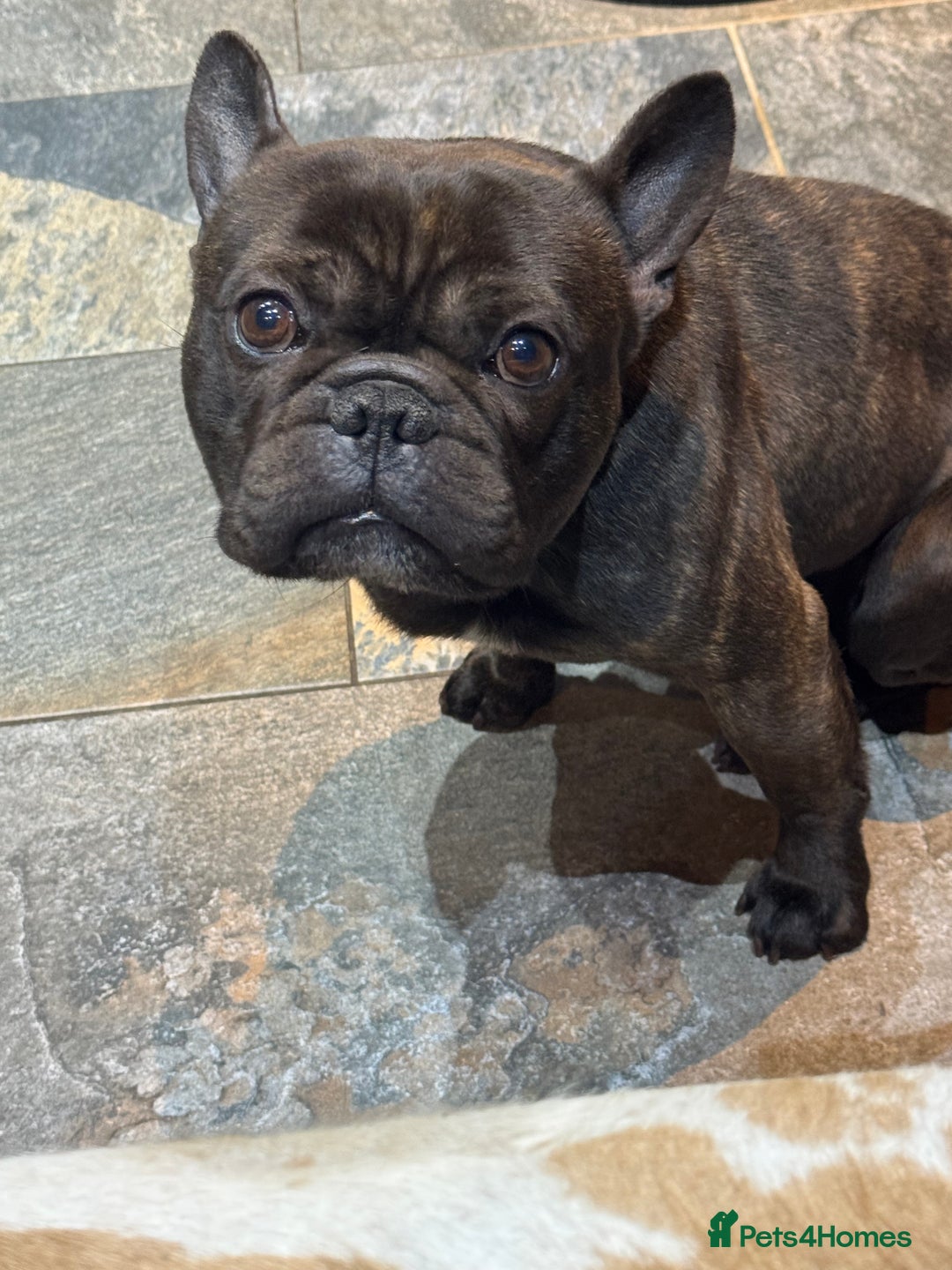 Miniature Dachshund dogs for sale: Rehoming - Mini dachshund (3) & French Bulldog (8) - Image 7