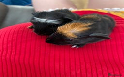Guinea Pig rodents for sale: Two Crested Guinea Pigs - Image 4
