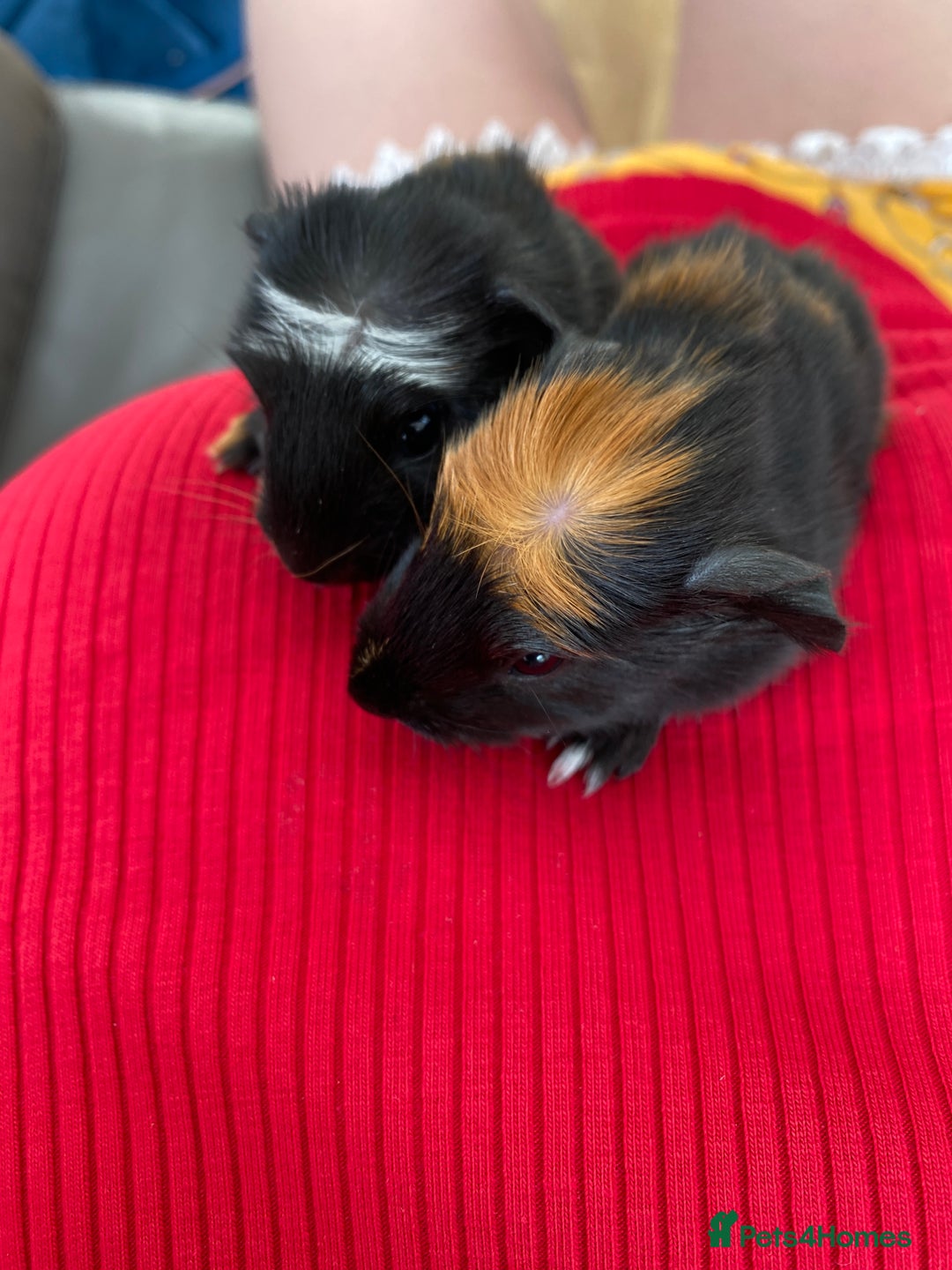 Guinea Pig rodents for sale: Two Crested Guinea Pigs - Image 4