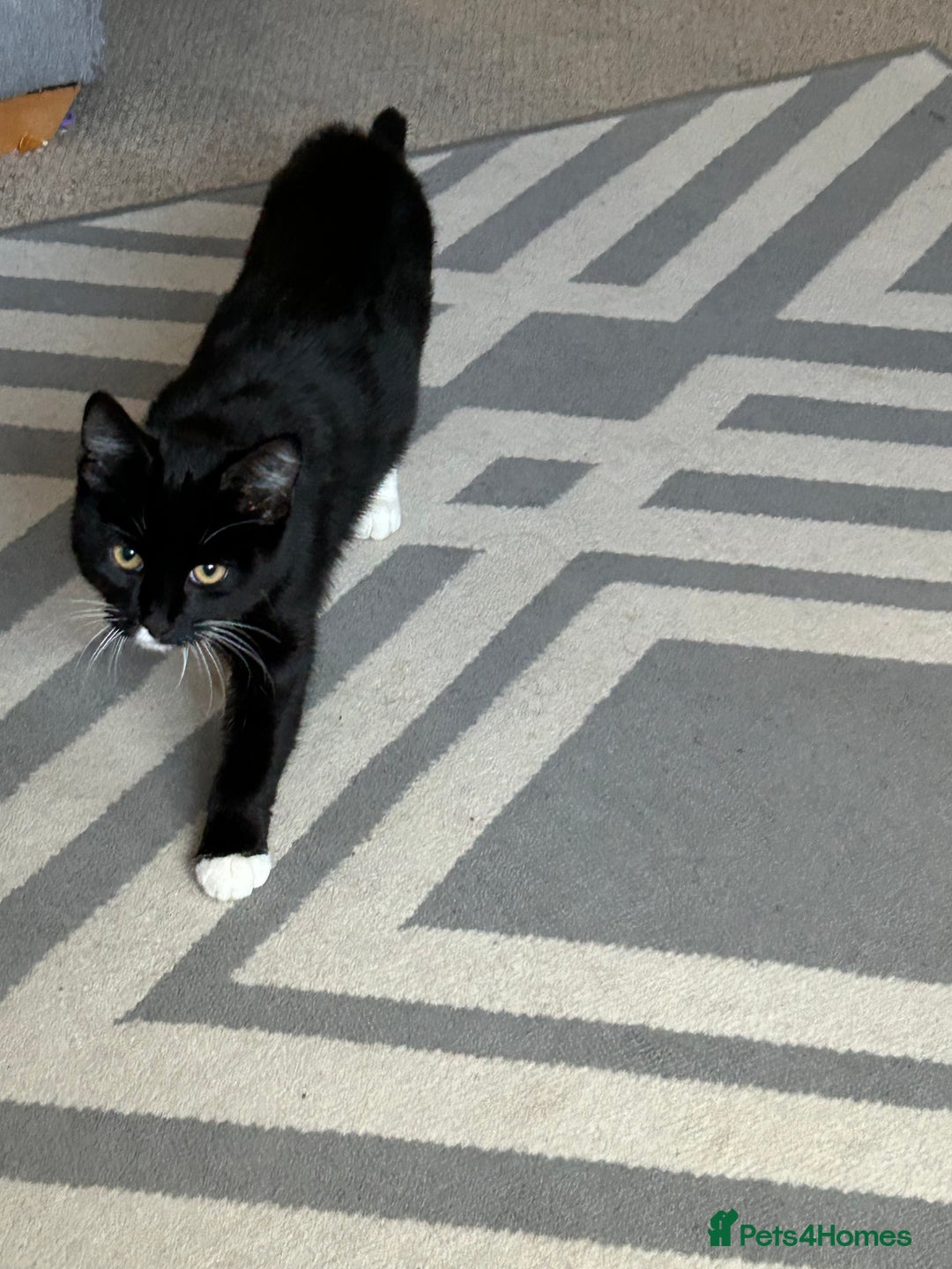 Mixed Breed cats for sale: 2 black and white kittens to go together - Advert 5