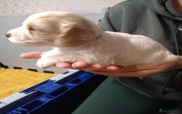 Mixed Breed dogs for sale: Beautiful female available ready to leave 1st nov - Image 18