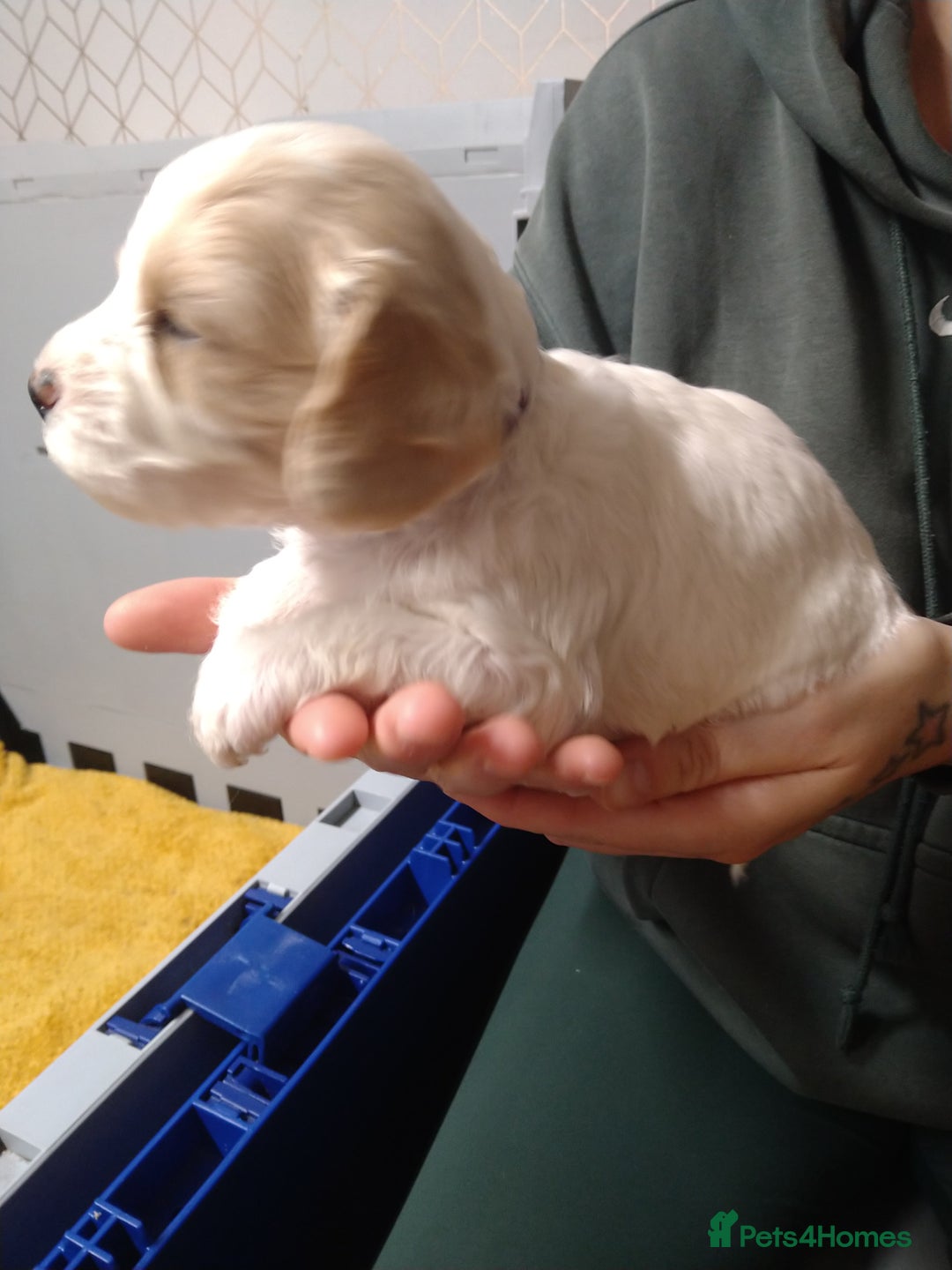 Mixed Breed dogs for sale: Beautiful female available ready to leave 1st nov - Image 18