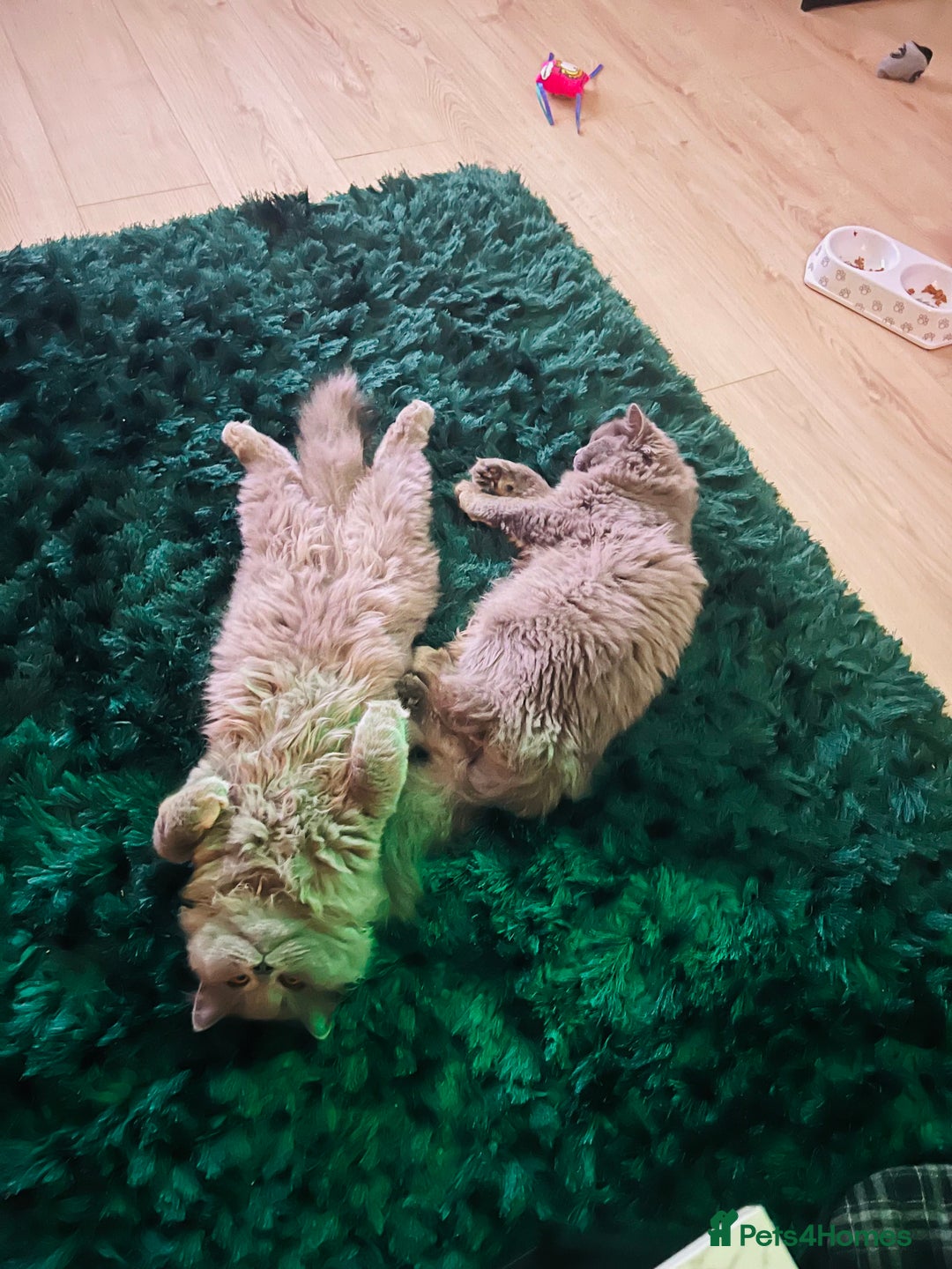 British Longhair cats for sale: Two male British Longhairs (Siblings) - Advert 6