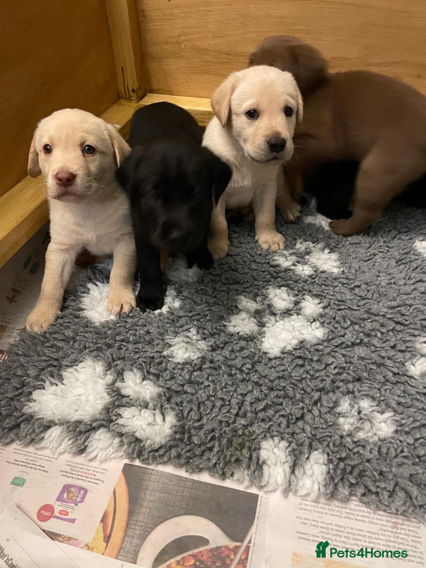 Labrador Retriever dogs Beautiful litter of Labrador Retriever puppies - Advert 6