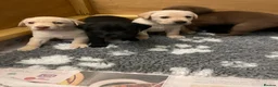 Labrador Retriever dogs for sale: Beautiful litter of Labrador Retriever puppies in Gloucester - Advert 1