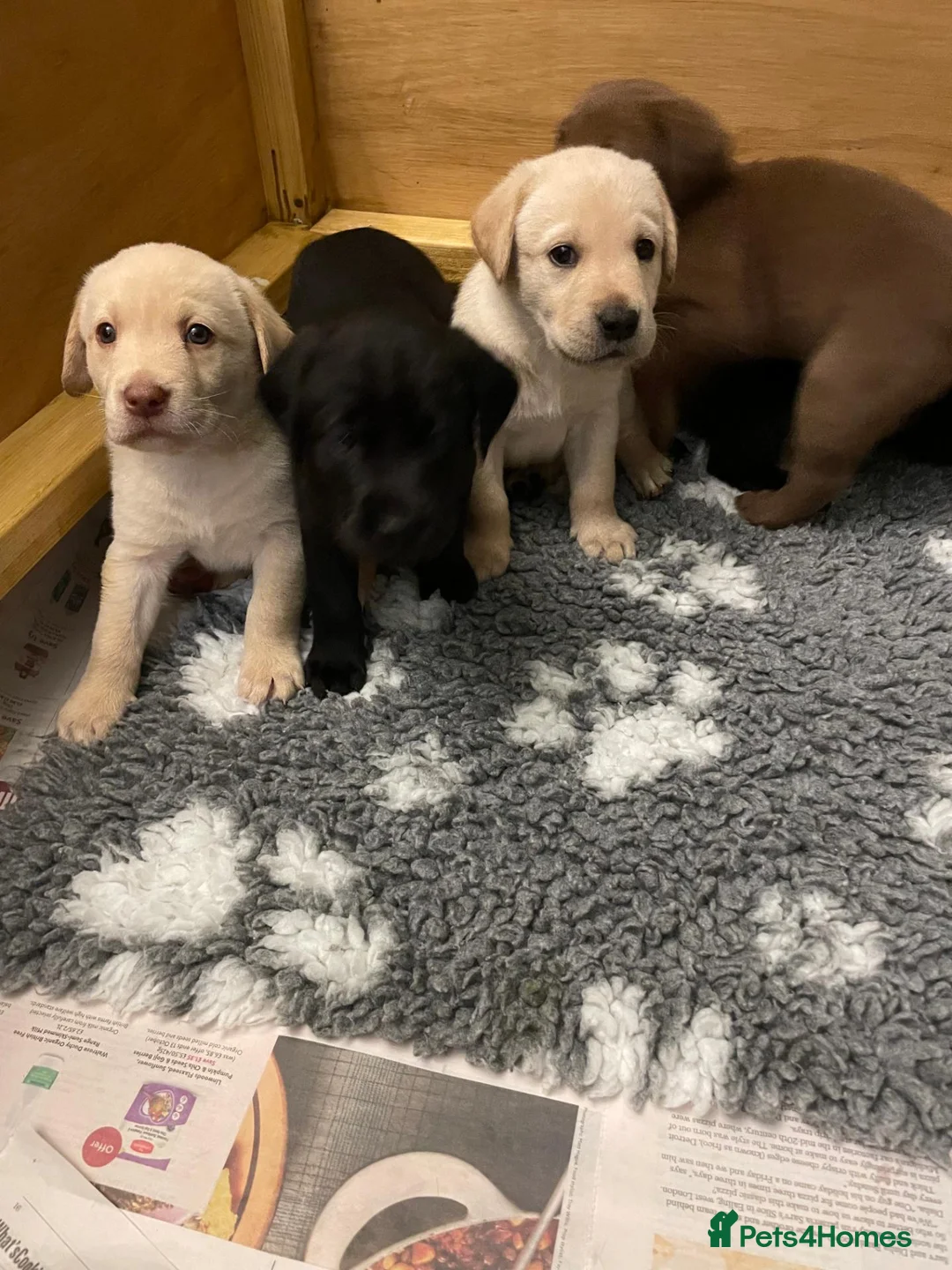 Labrador Retriever dogs for sale: Beautiful litter of Labrador Retriever puppies in Gloucester - Advert 1