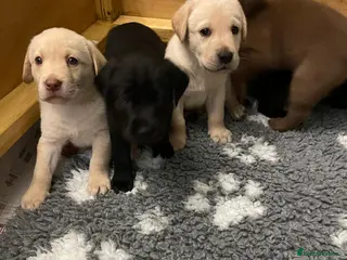 Labrador Retriever dogs Beautiful litter of Labrador Retriever puppies - Advert 6