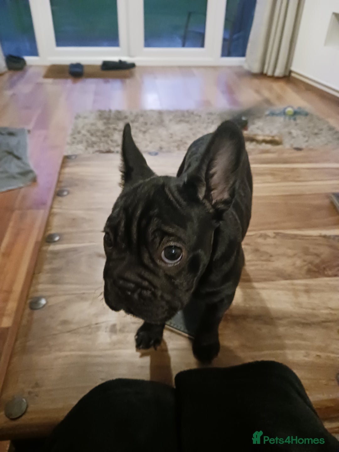 French Bulldog dogs for sale: French bull dog puppy , fluffy jean. Rope nose - Advert 1