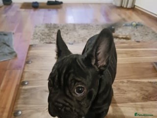 French Bulldog dogs French bull dog puppy , fluffy jean. Rope nose - Advert 3