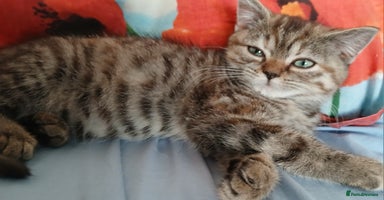 British Shorthair cats in Coventry - Advert 5