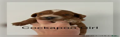 Cockapoo Puppy 6