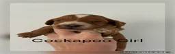 Cockapoo dogs for sale: Stunning  F1 Cockapoo black sable  - Advert 10