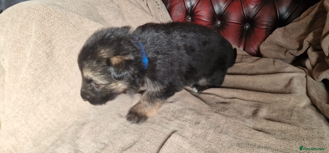 German Shepherd dogs for sale: Long-Haired Straight Back German Shepherd Puppies - Image 10