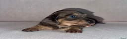 Miniature Dachshund dogs for sale: Miniature Dachshunds - Advert 18
