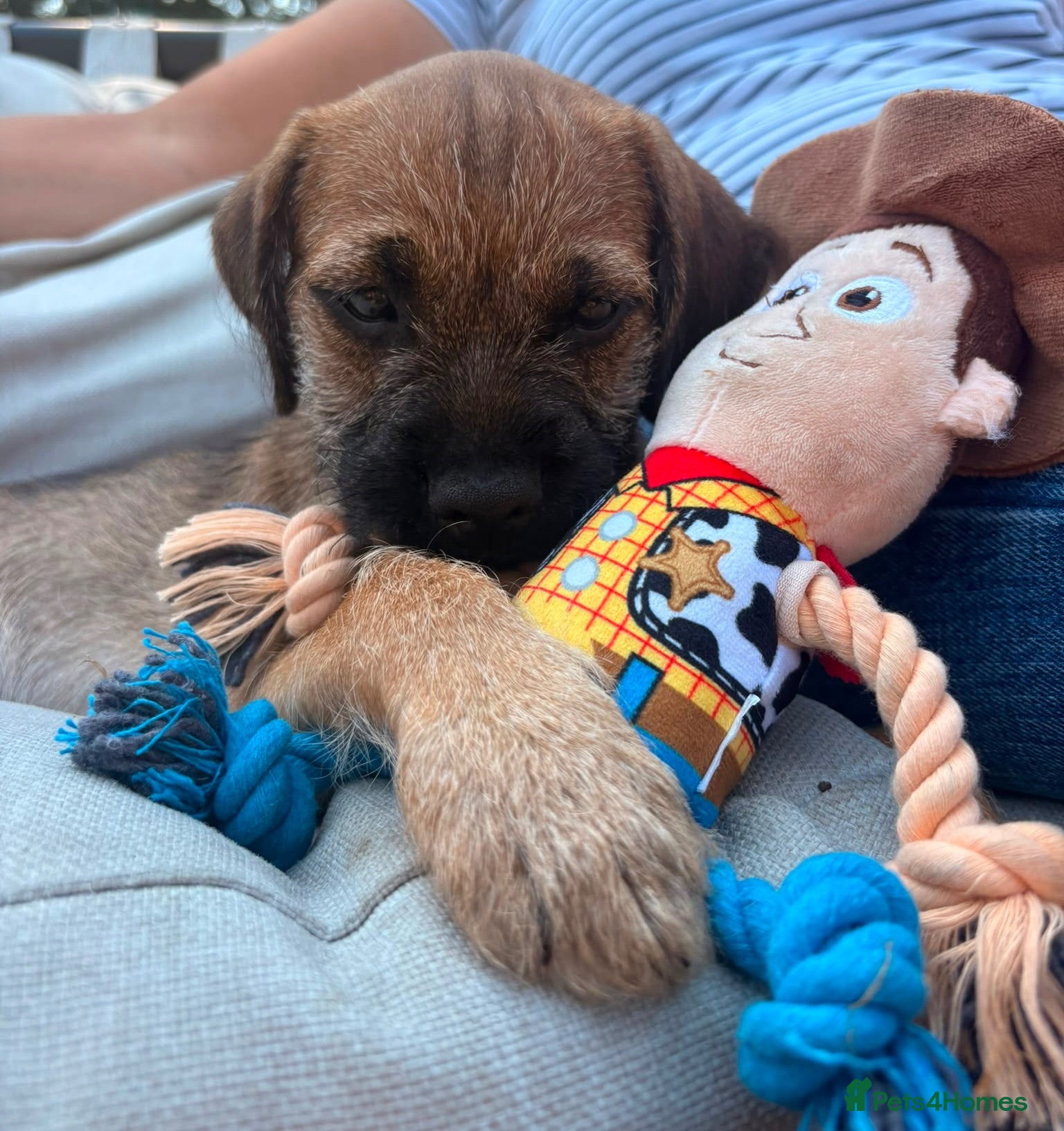 Border Terrier dogs KC registered Border Terrier Male pup   - Advert 1