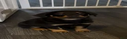 Rottweiler dogs for sale: German Rottweiler Puppies – 2 Girls Available in Newcastle - Advert 4