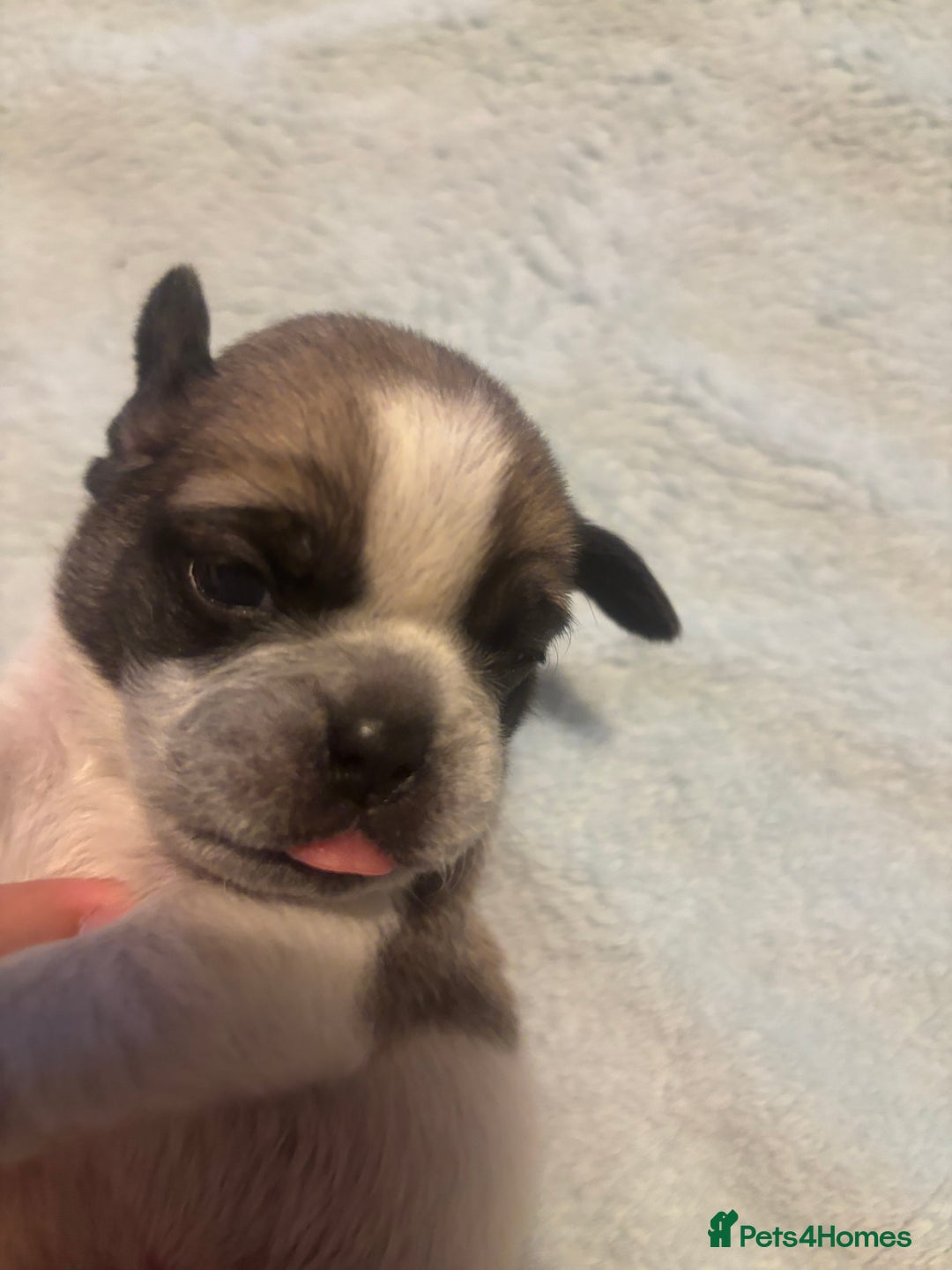 Pug dogs for sale: Pug Puppies  - Image 3