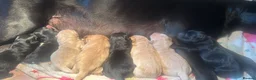 Labrador Retriever dogs for sale: Beautiful lab puppies in Auchterarder - Advert 4