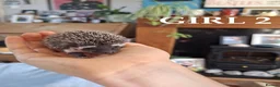 Pygmy Hedgehog rodents for sale: Pygmy hedgehogs, one boy two girls - Advert 15
