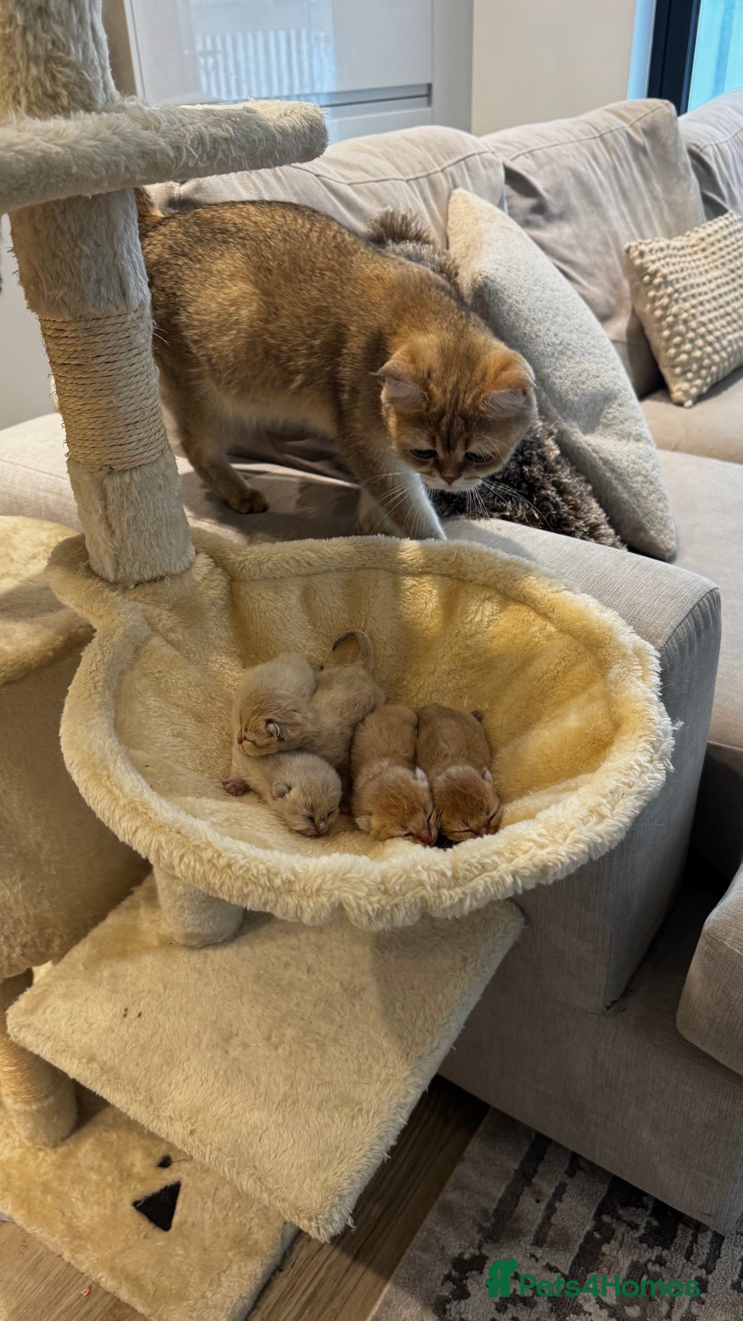 British Shorthair cats for sale: 🐾✨ Golden & Silver British Shorthair Kittens ✨🐾 - Image 13
