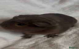 Guinea Pig rodents for sale: Californian x Swiss female guinea pig  - Image 2