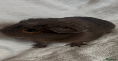 Guinea Pig rodents - Advert 4