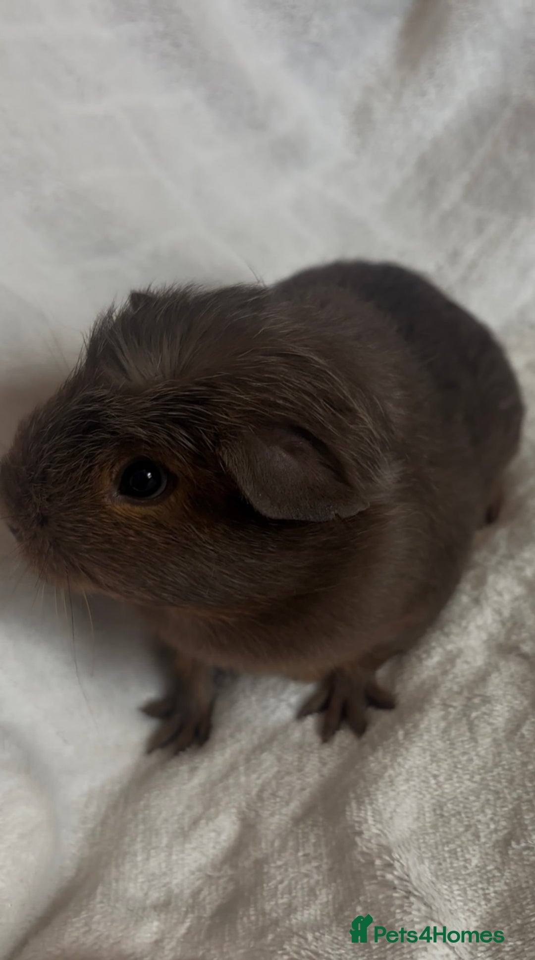 Guinea Pig rodents for sale: Californian x Swiss female guinea pig  - Image 2