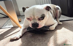 American Bulldog dogs for sale: Rescue Ozzy  - Image 26
