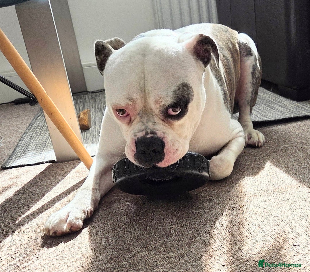 American Bulldog dogs for sale: Rescue Ozzy  - Image 26