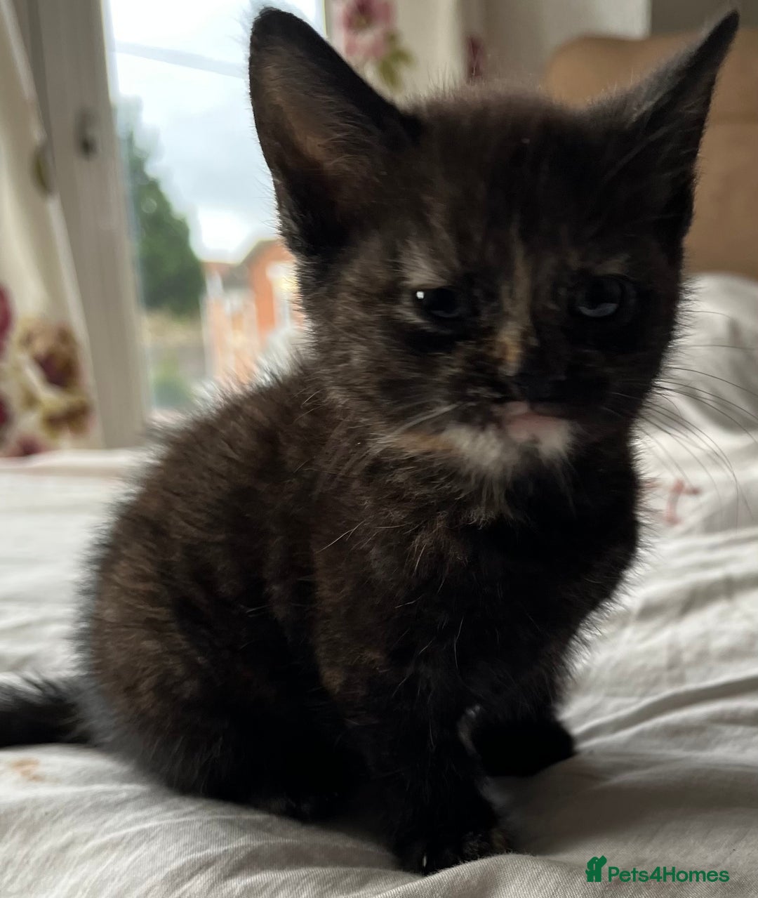 Mixed Breed cats for sale: 5 beautiful kittens  - Advert 6