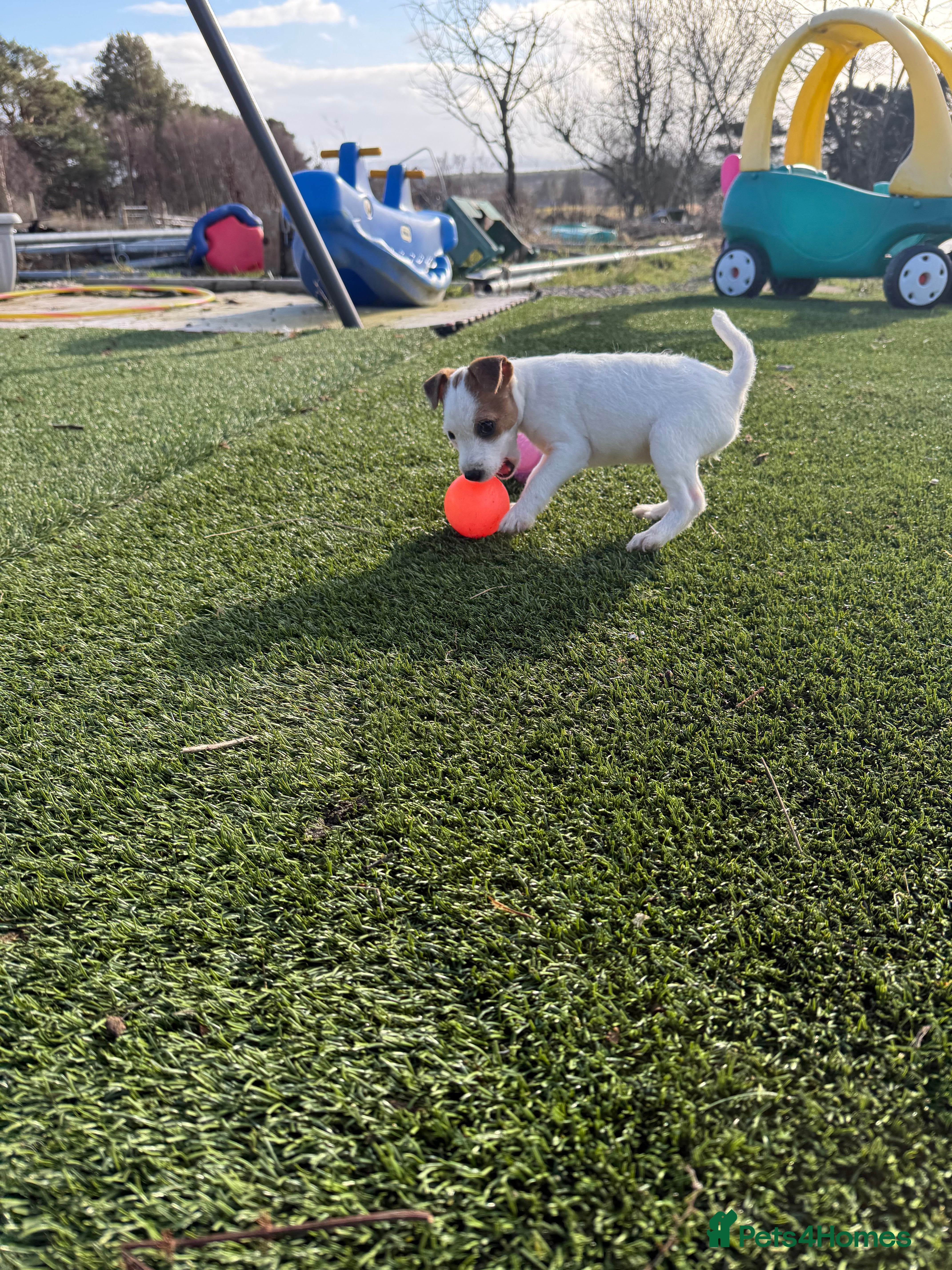 Parson Russell dogs Parson Russell Terrier - Advert 1