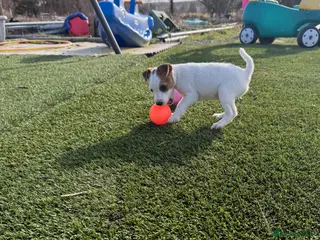 Parson Russell dogs Parson Russell Terrier - Advert 8