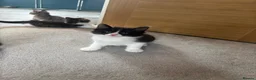 British Shorthair cats for sale: 7 short hair kittens  - Advert 20