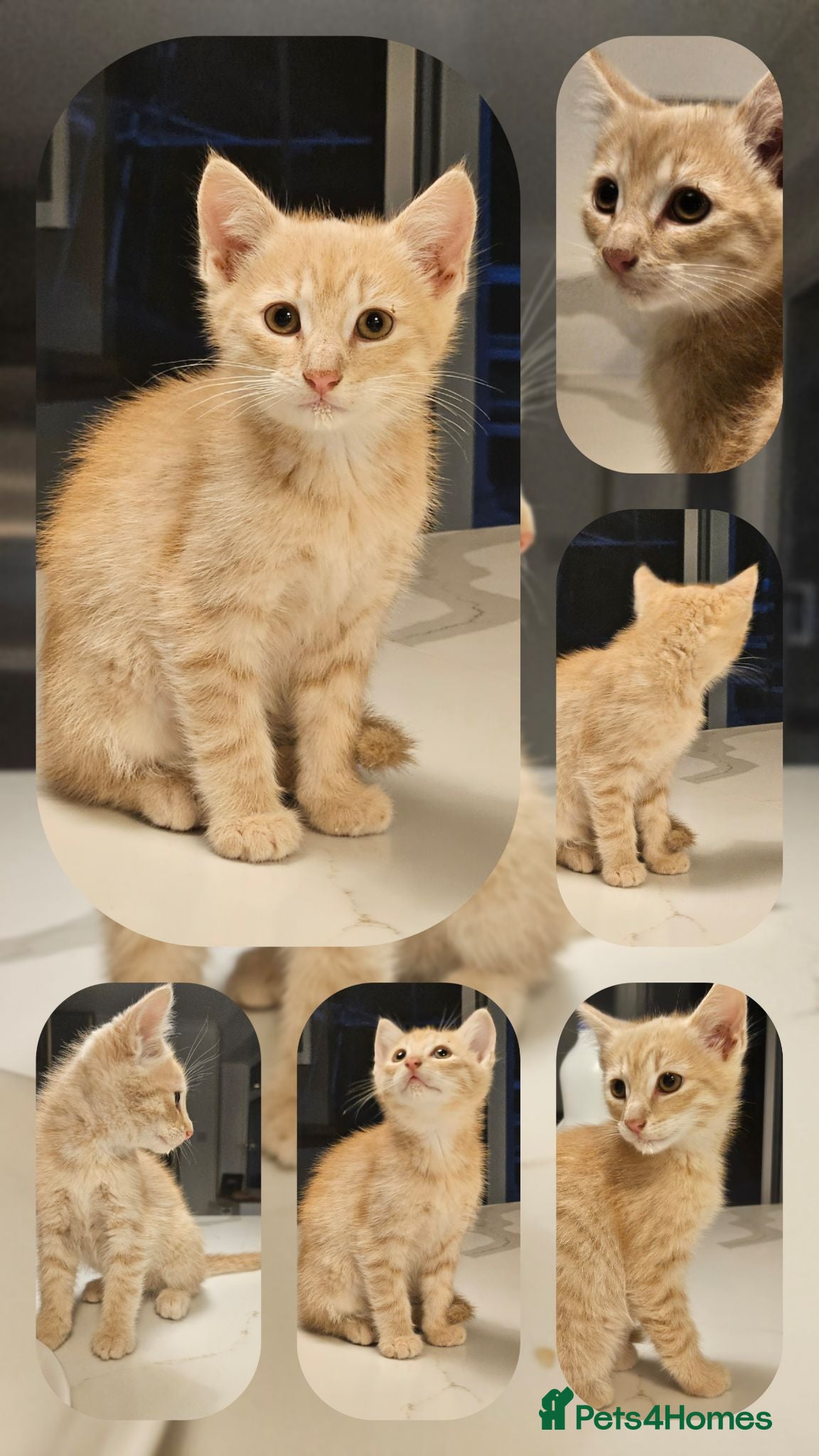 Mixed Breed cats Kittens  - Advert 4