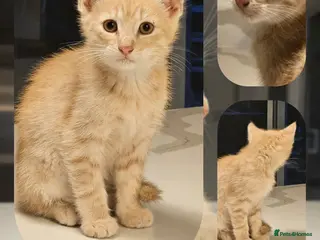 Mixed Breed cats Kittens - Advert 4