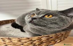 Ragdoll cats for sale: Two Show-Quality Cats Seeking Loving Homes - Image 10