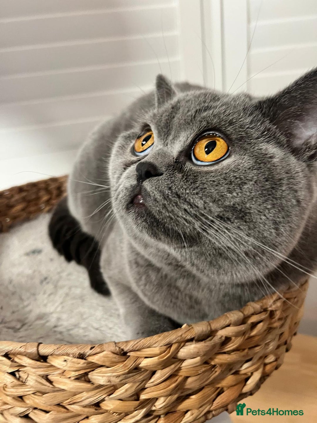 Ragdoll cats for sale: Two Show-Quality Cats Seeking Loving Homes - Image 10