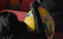 Labrador Retriever dogs for sale: Luna Labrador retriever - Image 3