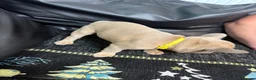 French Bulldog dogs for sale: Beautiful French Bulldog puppies - Advert 34