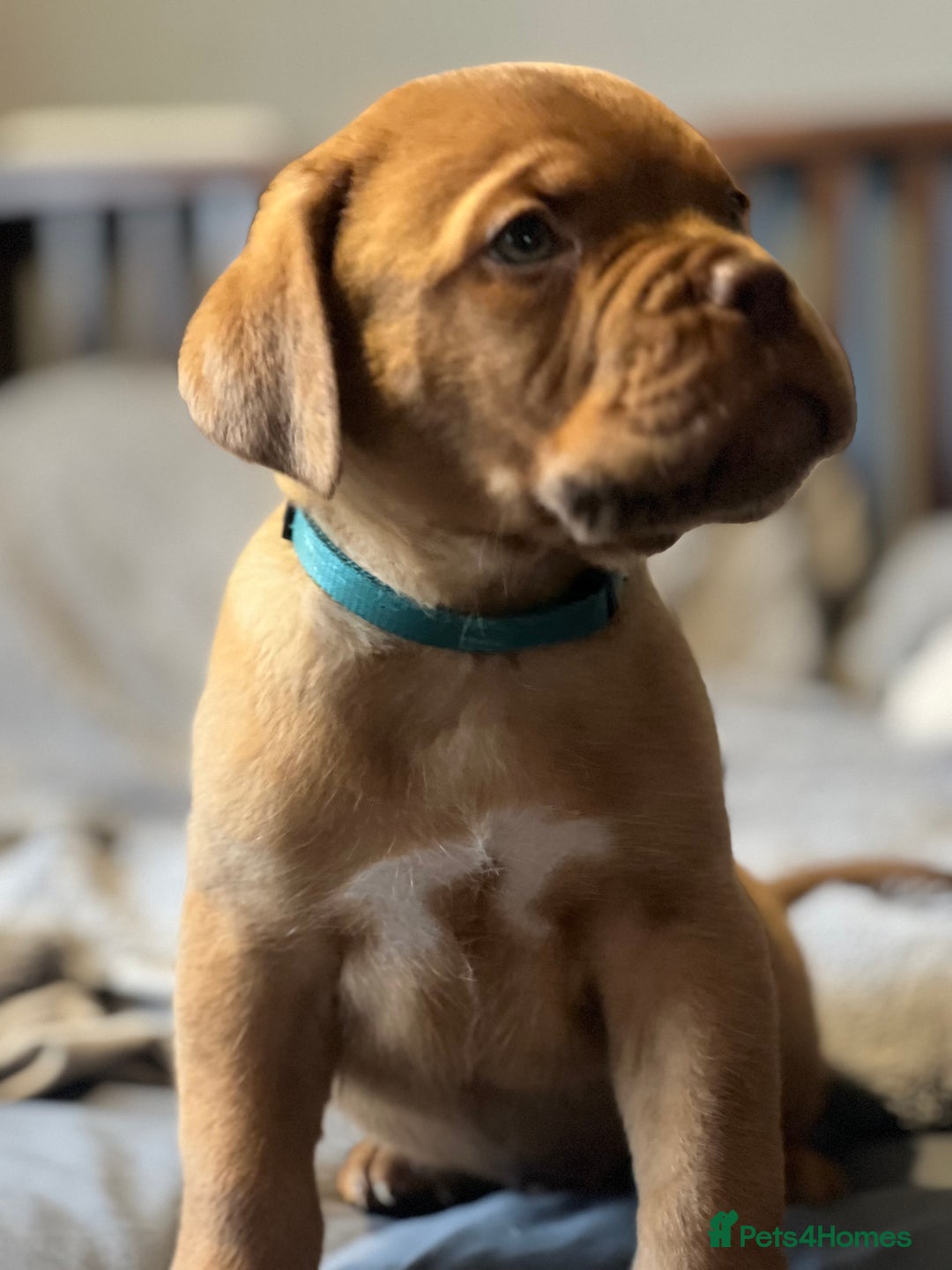Dogue De Bordeaux dogs for sale: Kc registered Dogue de bordeaux puppies  - Image 28