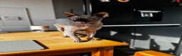 Sphynx cats for stud: Tica Registered Canadian Sphynx in Hull - Advert 2