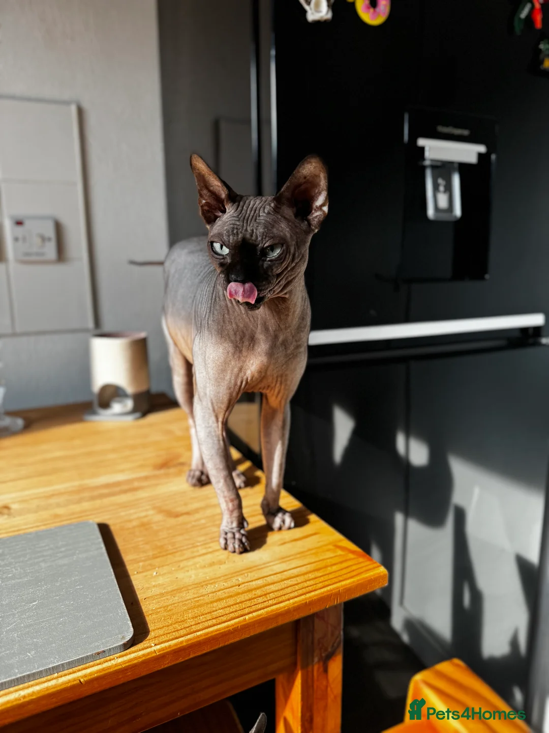 Sphynx cats for stud: Tica Registered Canadian Sphynx in Hull - Advert 2