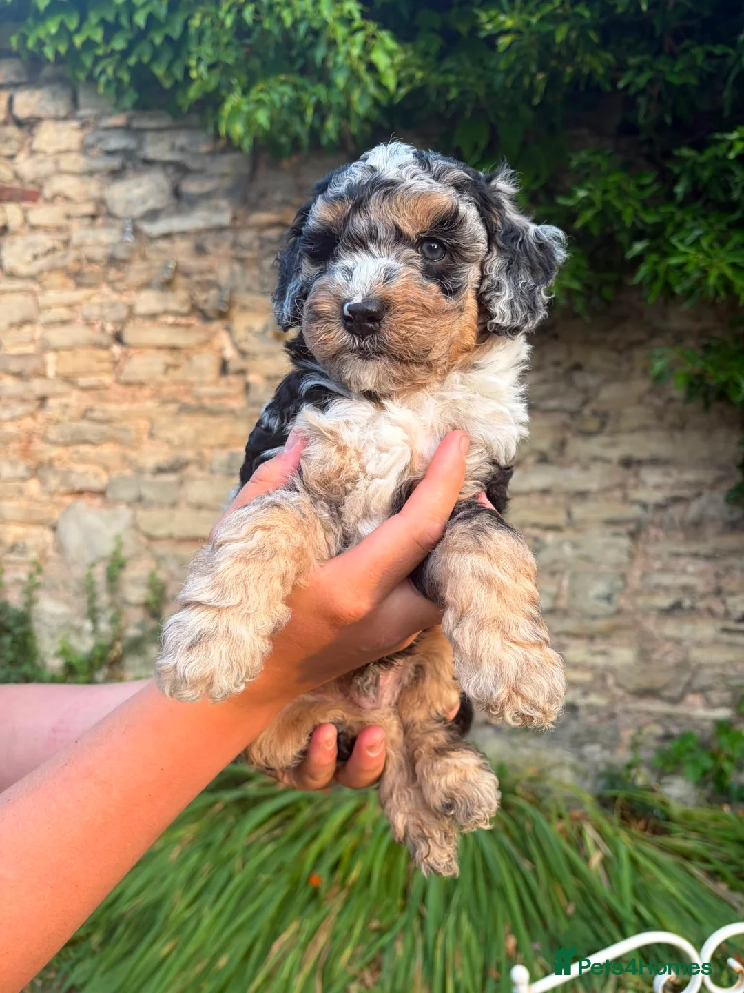 Sheepadoodle dogs for sale: Sheepadoodle puppies - Advert 2