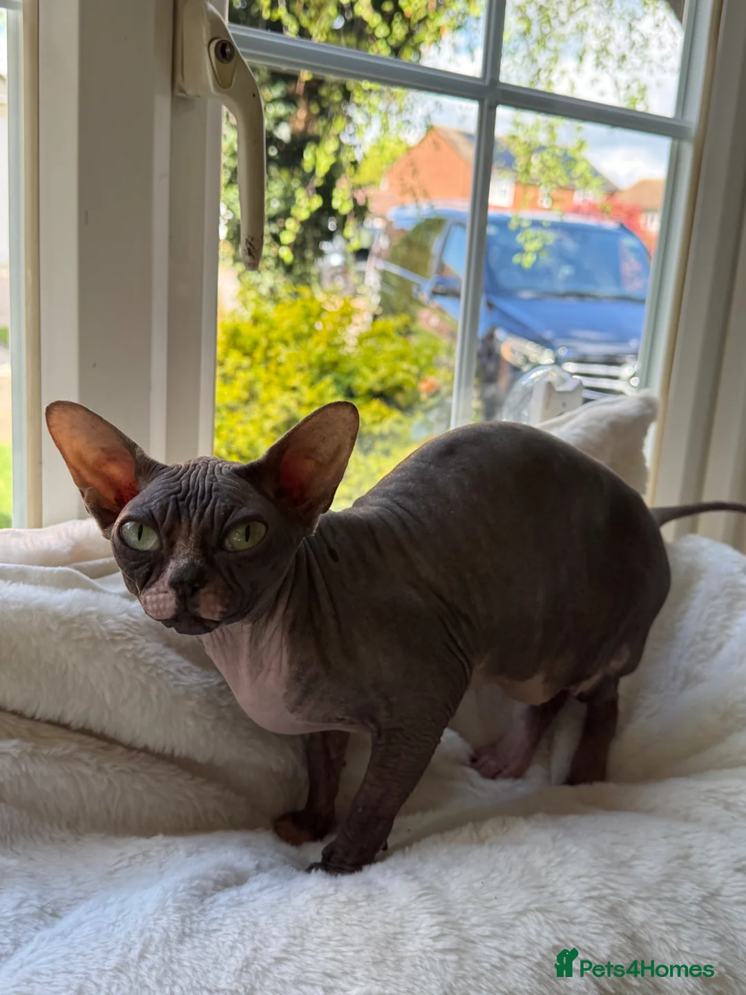Sphynx cats for sale: Beautiful Retired Queen CHANEL  for a Loving Home - Advert 9