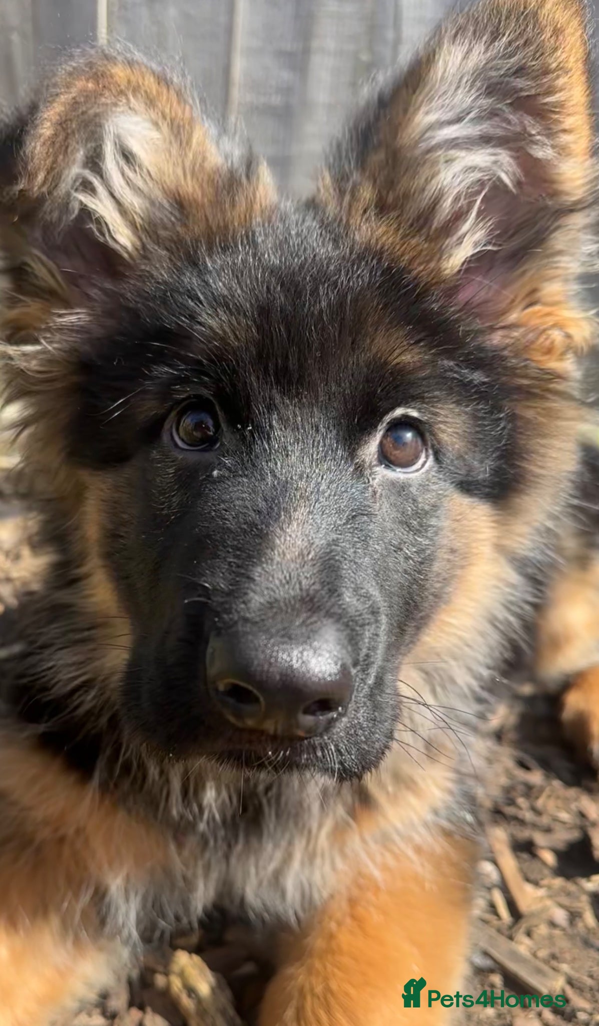 German Shepherd dogs Long haired Kc German Shepherd Puppies   - Advert 8