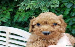 Cockapoo dogs for sale: F1 fox red cockerpoo puppies  - Image 8