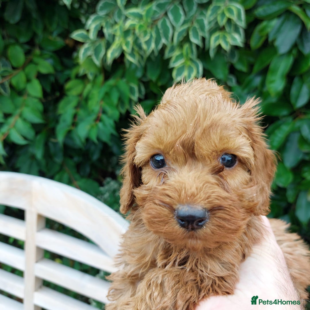 Cockapoo dogs for sale: F1 fox red cockerpoo puppies  - Image 8