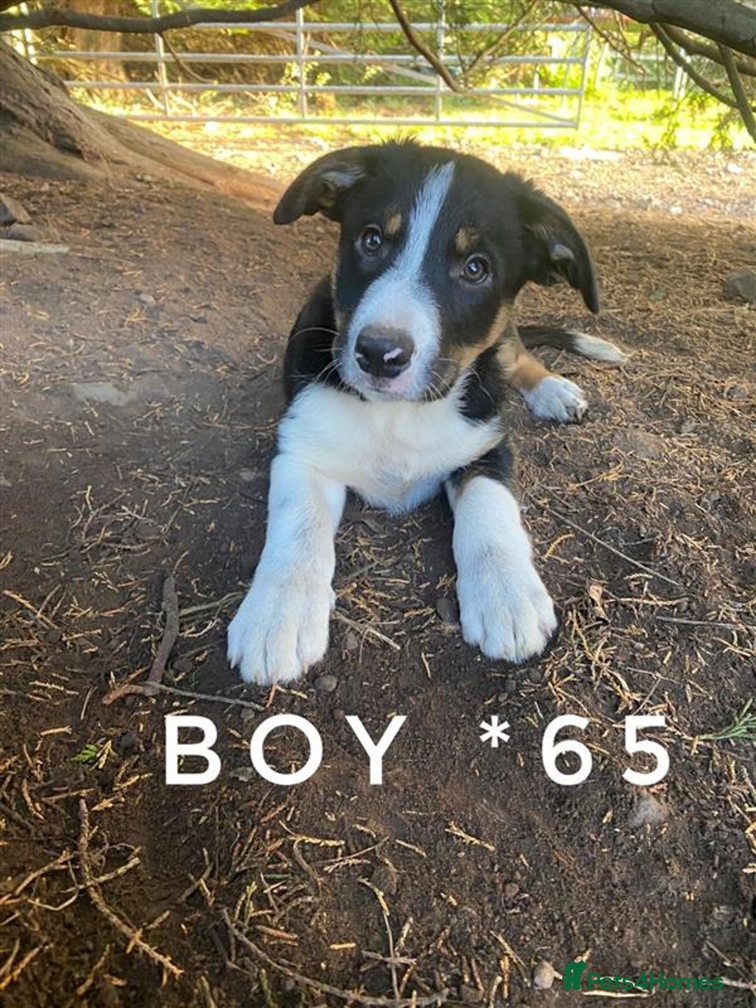 Border Collie dogs for sale: Last boy left! Beautiful farm-bred collie pups - Image 3