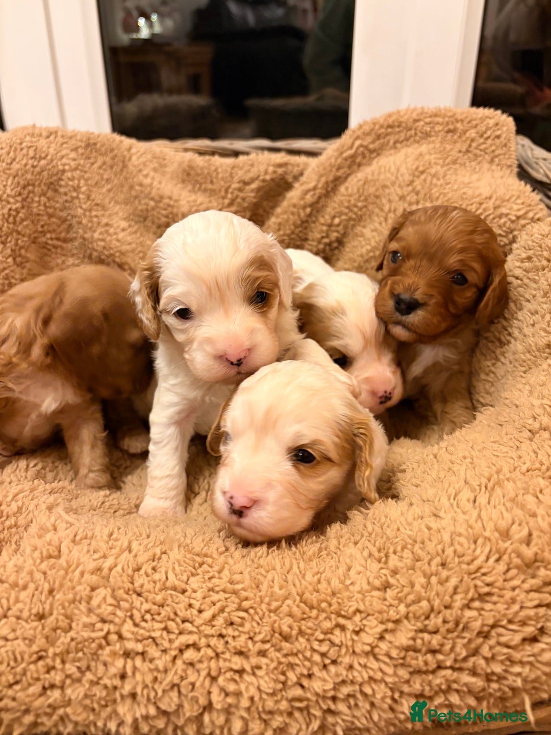 Cavapoo dogs for sale: Stunning F1 Toy Cavapoo puppies  - Advert 6