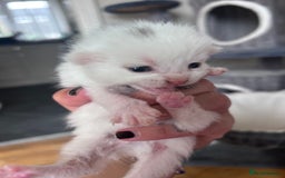 Mixed Breed cats for sale: Beautiful kittens  - Image 9